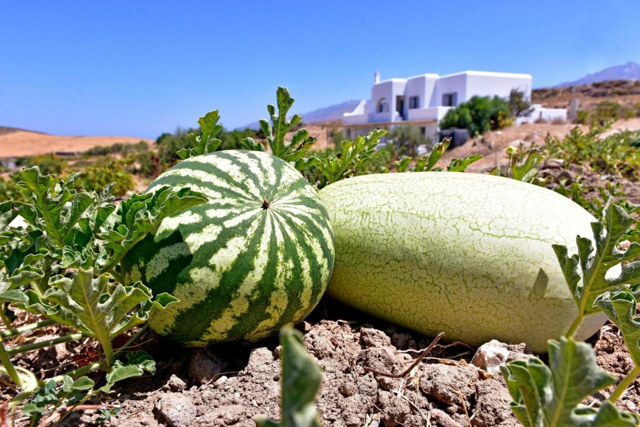 Relaxia Estate Naxos Διαμέρισμα Γαλήνη Εξωτερικό φωτογραφία